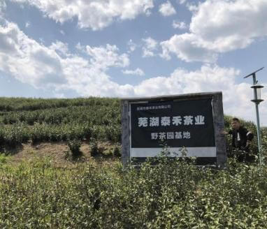 泰禾茶业工厂概览